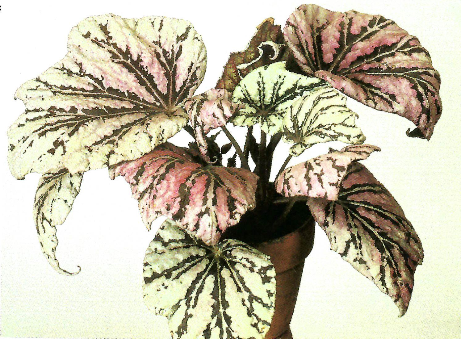 B. ‘Zansetsu’